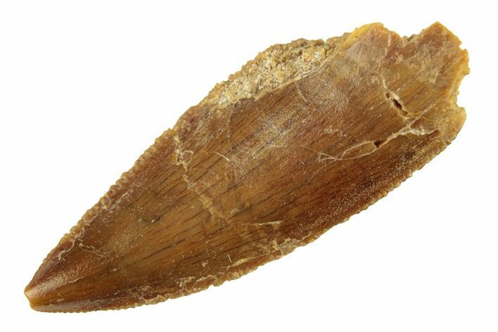 Serrated, Raptor Tooth - Real Dinosaur Tooth #268753